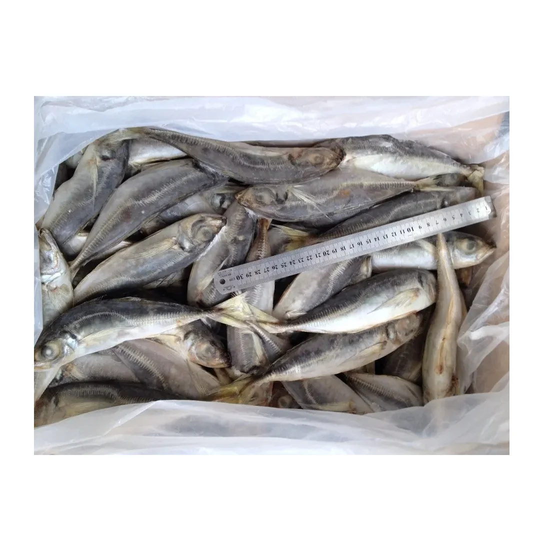 Premium Frozen Mackerel Fish Bulk Hot Sale Seafood Frozen Whole Round