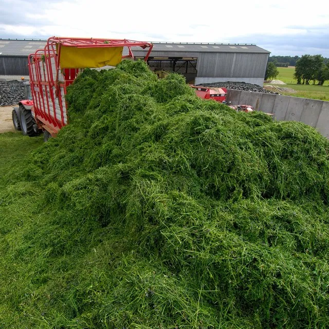 Buy Organic Alfalfa Grass Hay/ Alfalfa Hay Pellets for Animal Feed for Sale Bulk