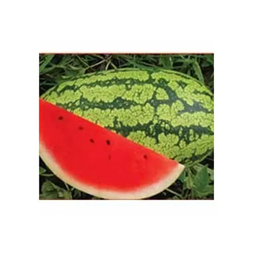 Price for Export Watermelon Seeds Kernel