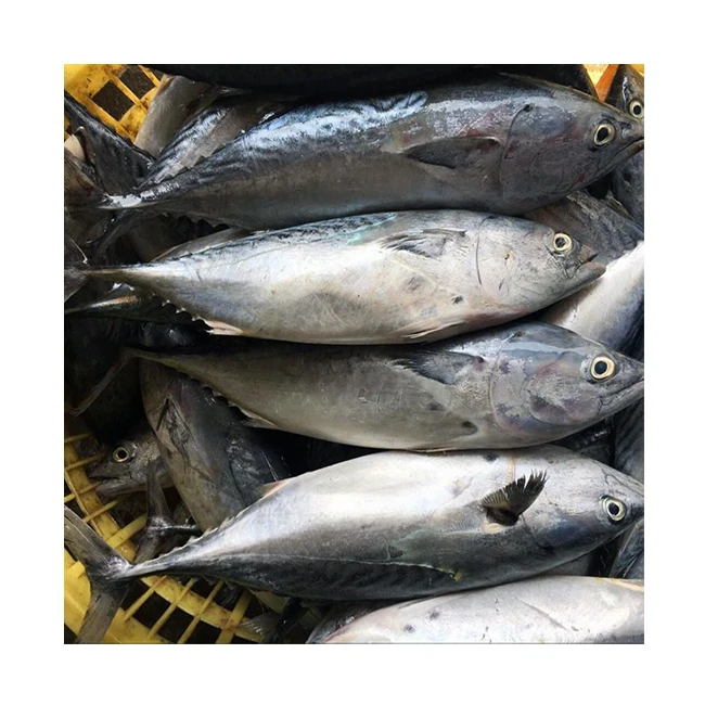 Factory Direct Tuna Whole Skipjack Frozen Clean Fish Buy Frozen 100