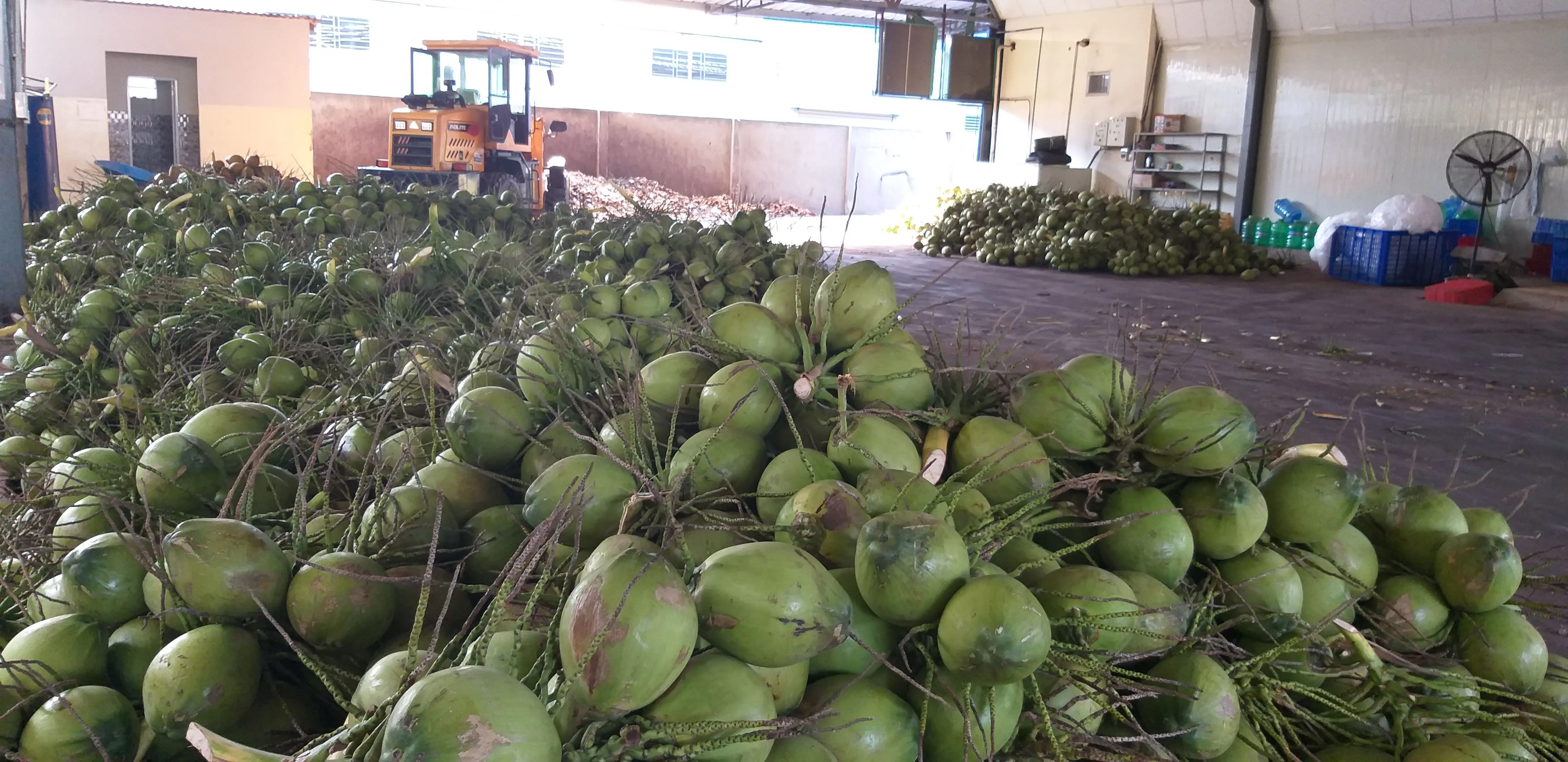 Fresh Young Coconut Without Top Cover Sweet And Refreshing Taste