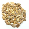Brun jaunâtre, Vendu au poids (grammes), 12 à 14 pièces pour 100g