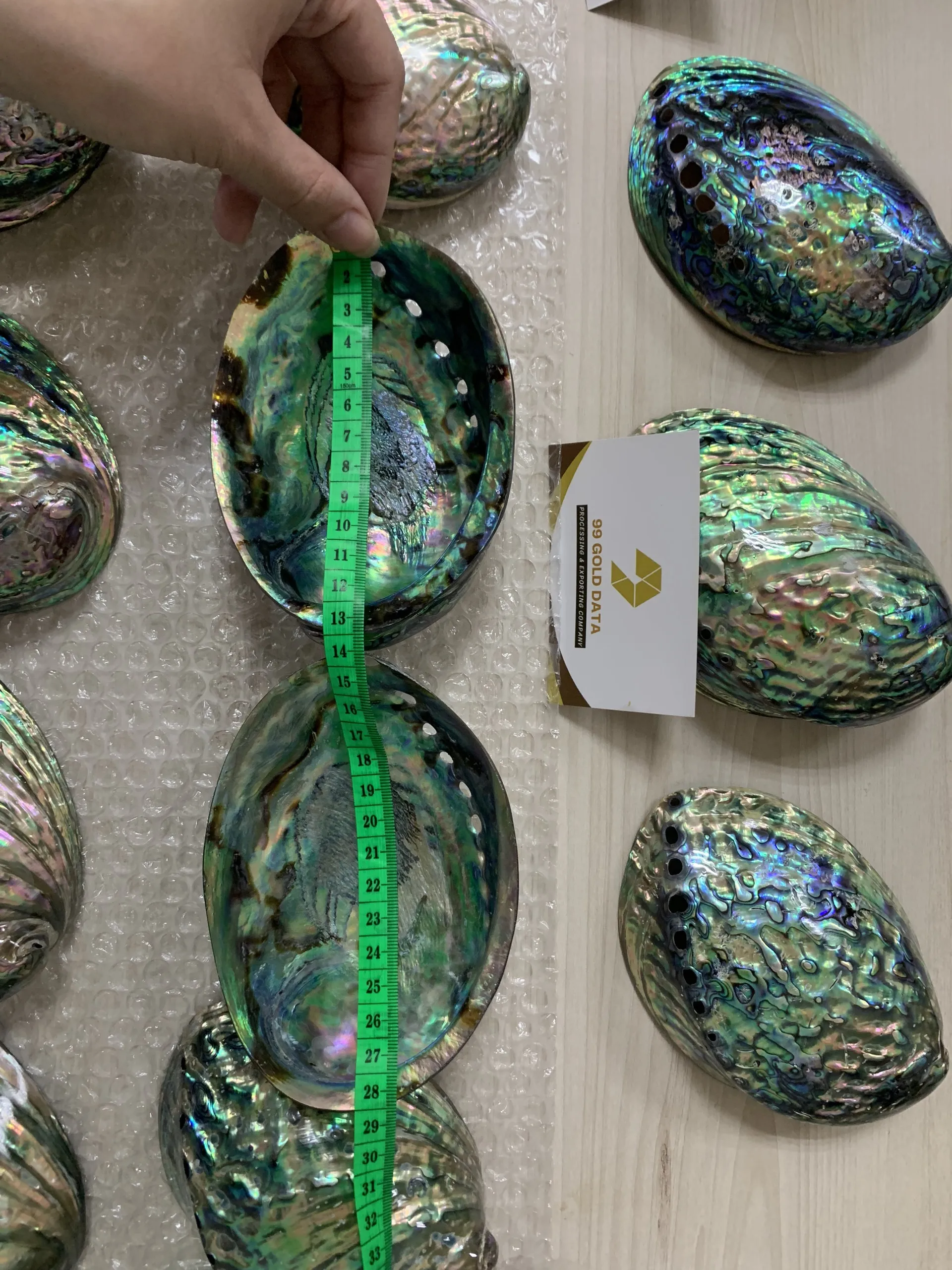 Large Polished Queen Snail Abalone Shells From Vietnam for Christmas Collection and Decoration - Caryln 0084935825297