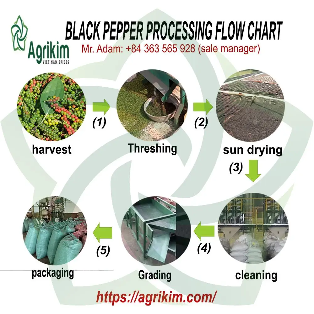 First Grade Vietnam Black Pepper Best Selling Asta Black Pepper 500/550