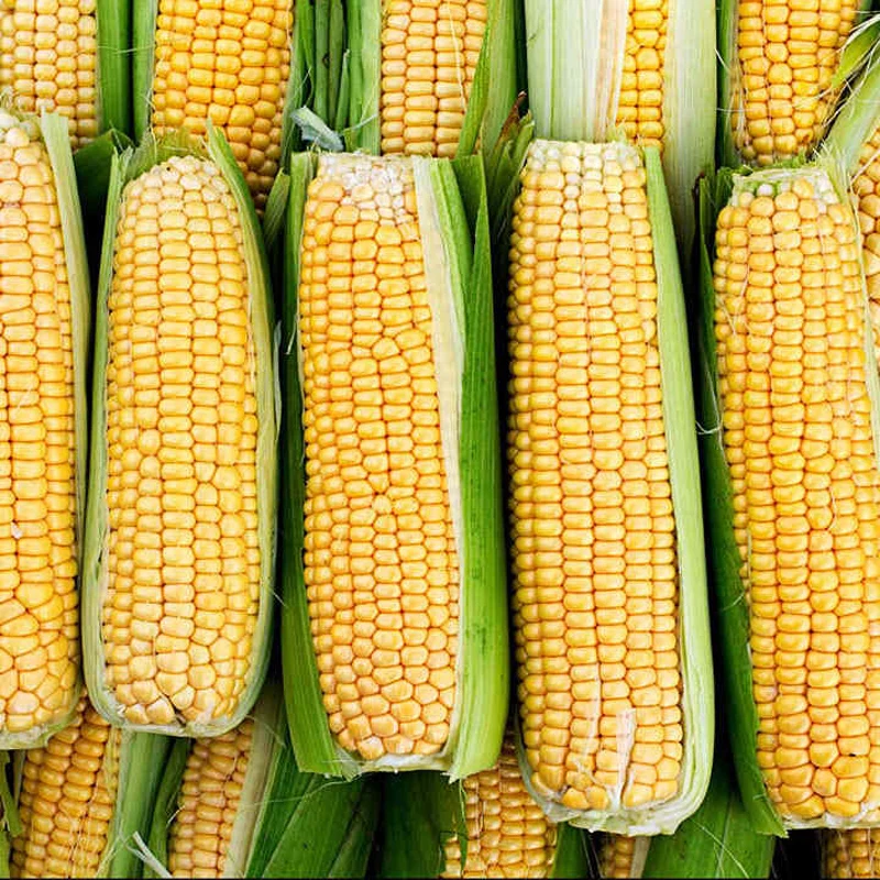 2024 Pakistan Made Premium Quality Yellow Corn Animal Feed Available At