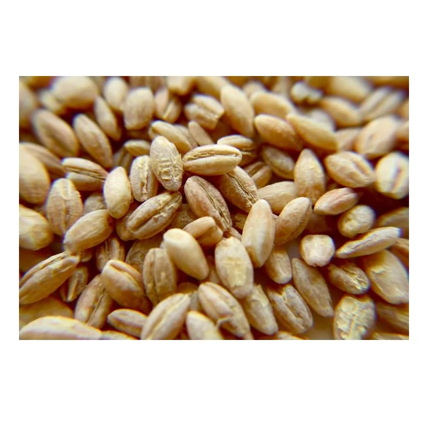 Barley Grains Premium Barley Seeds/animal Feed Barley/bulk Barley Grains Malted Barley Malt
