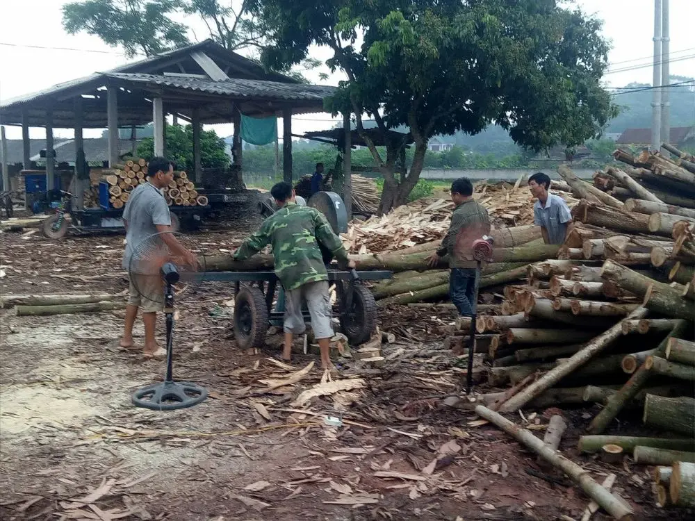 Ecofriendly Natural Acacia Wood Logs And Timber In Vietnam In High