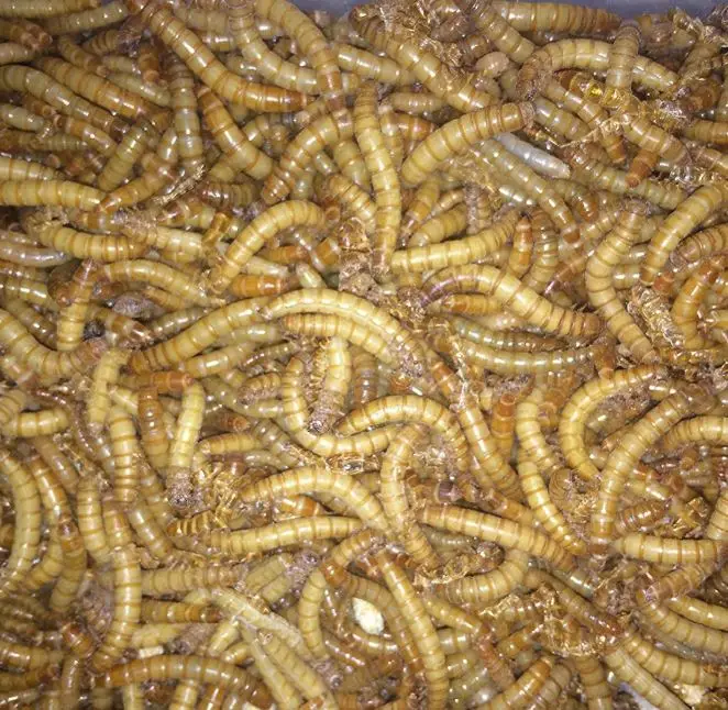 Premium Dried Mealworms Mealworms Powder Dried For Chickens Buy Food