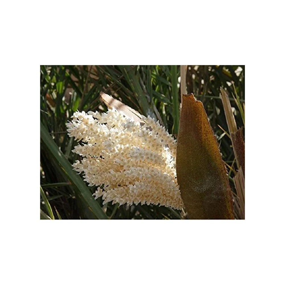 Pure Organic Pine Pollen Powder Palm Pollen Pine Pollen Wholesale Fresh Organic Fennel Pine Honey Bee