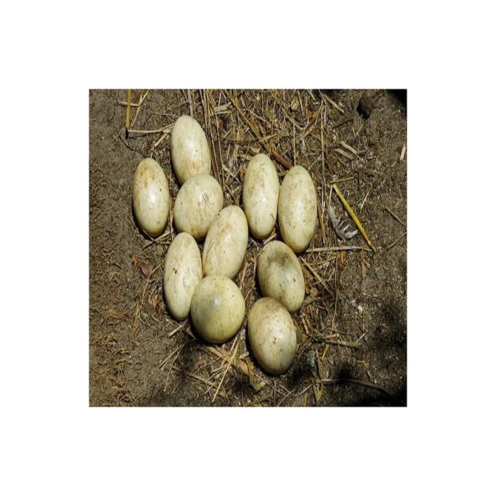Fresh Chicken Table Eggs/ Artificial Ostrich Eggs For Sale Buy
