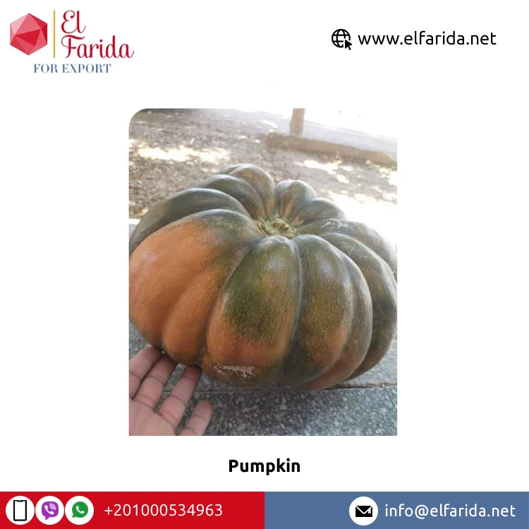 Fresh pumpkin quality mature in 2021