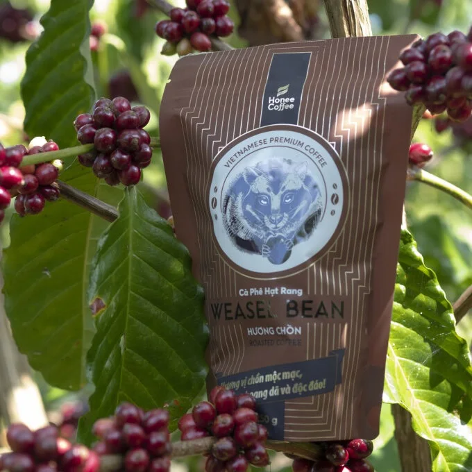 Legendary Weasel Coffee Beans from Vietnam - HONEE COFFEE