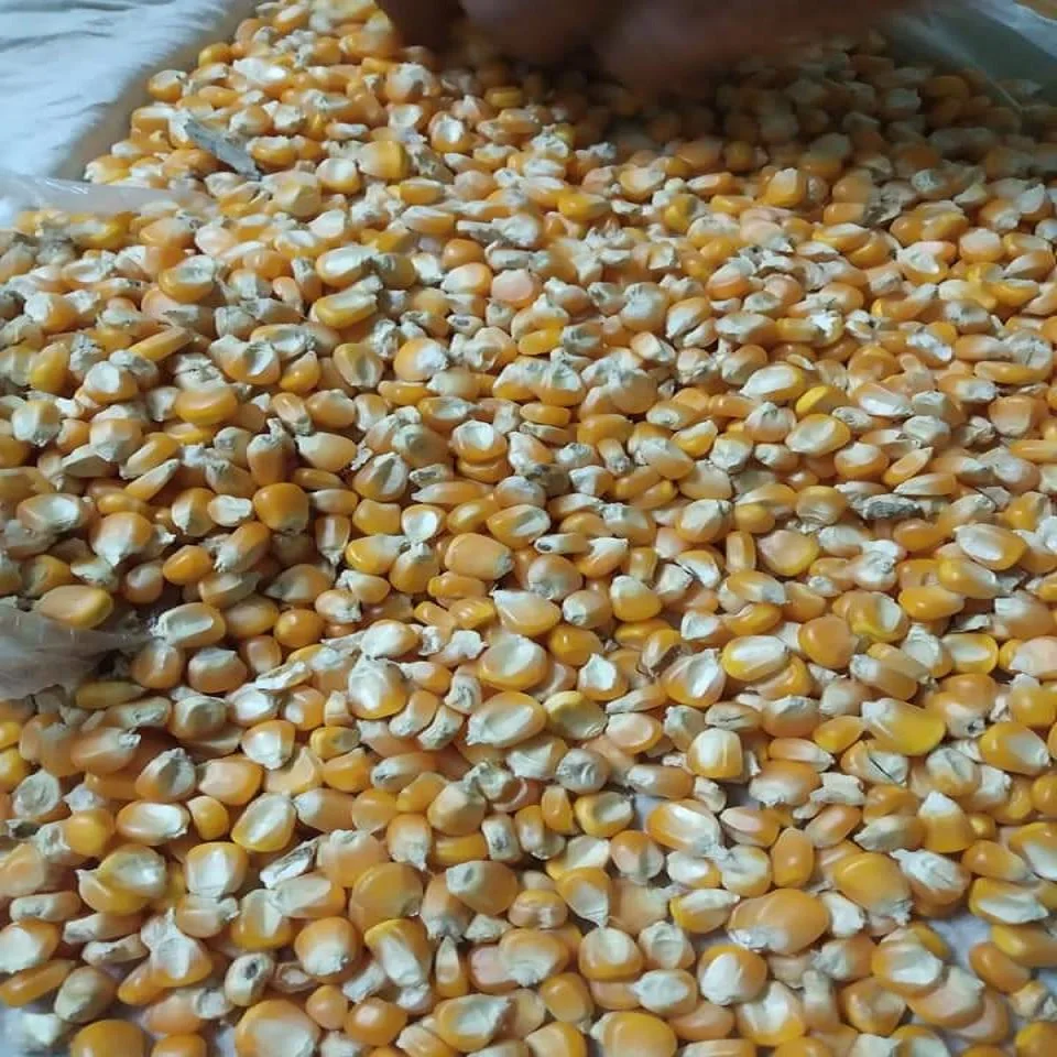 Brazil Corn For Chicken Feed Buy Corn Straw Feeding Yellow Corn Maize