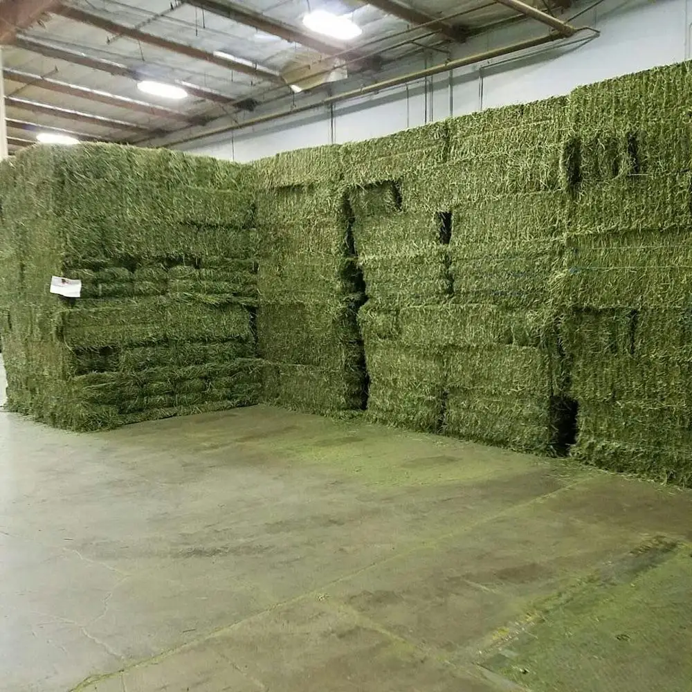 Natural Cattle Feed Alfalfa Hay Animal Feed For Sale High Nutritional