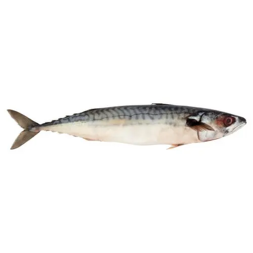 Frozen Mackerel Fish for Sale Fresh Frozen Mackerel Fish Pacific Mackerel Tuna Bait