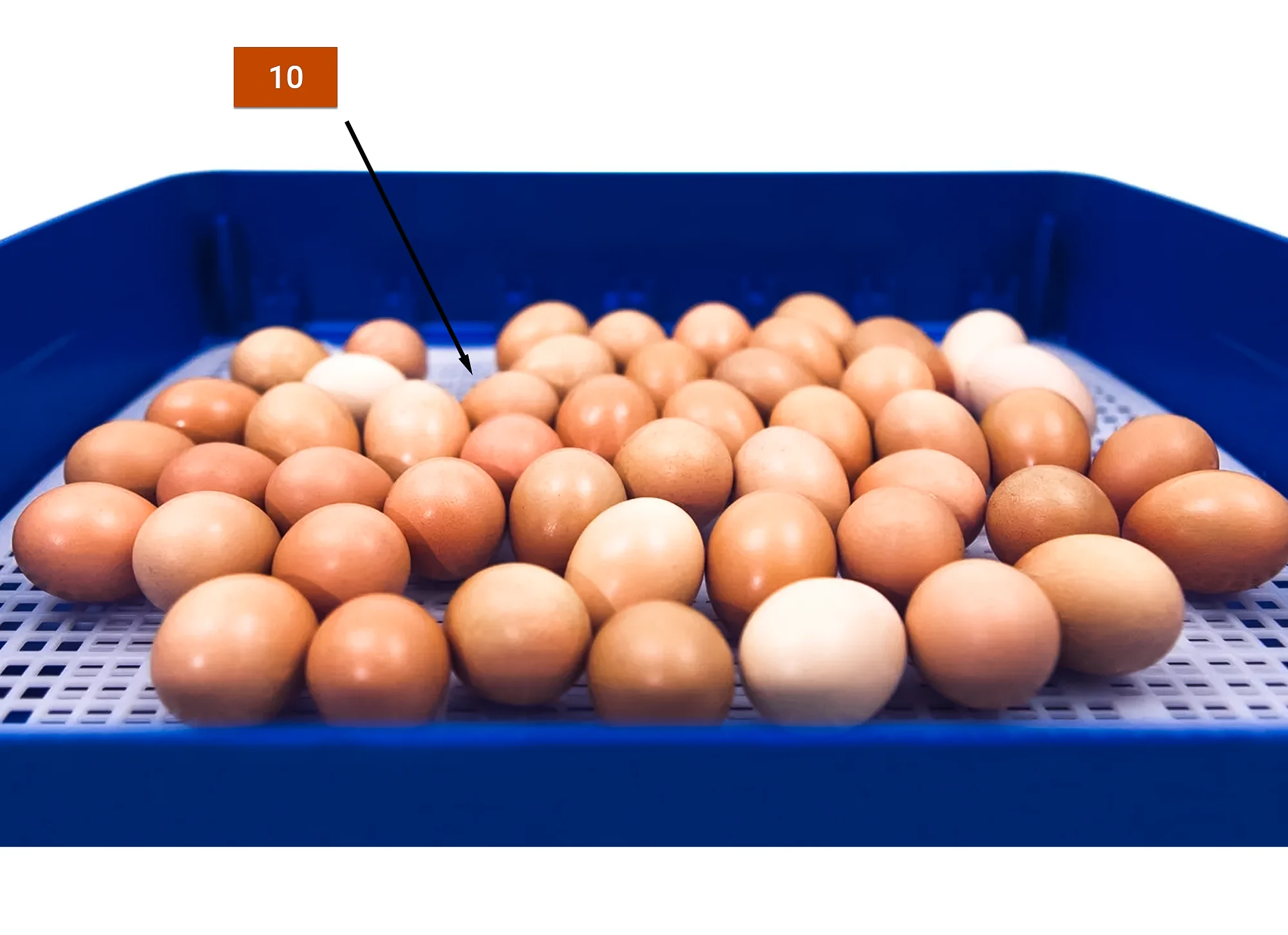 Europe Style Chicken Egg Incubator High Capacity Farm Home Use Small