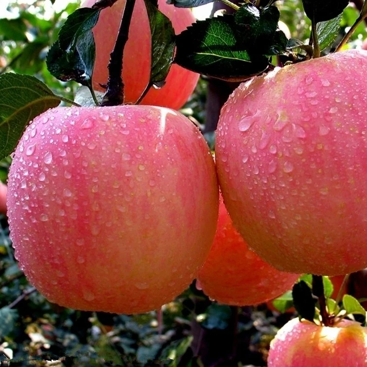 freshapp7.jpg