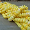 Amarillo