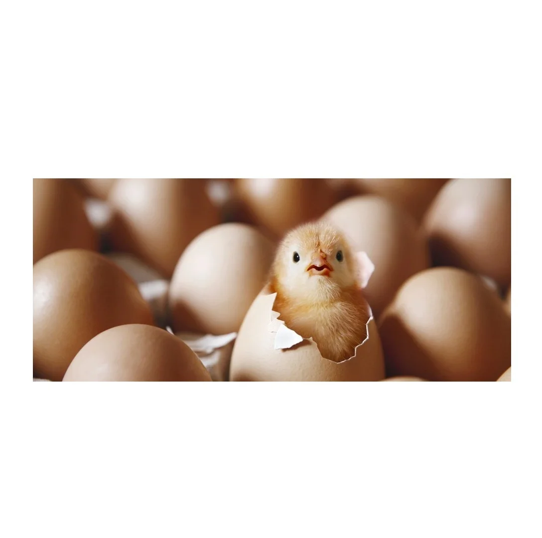 Fresh Chicken Table Eggs Fertilized Hatching Chicken Eggs,White And