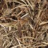 Camopi Reeds 3D Camoulage