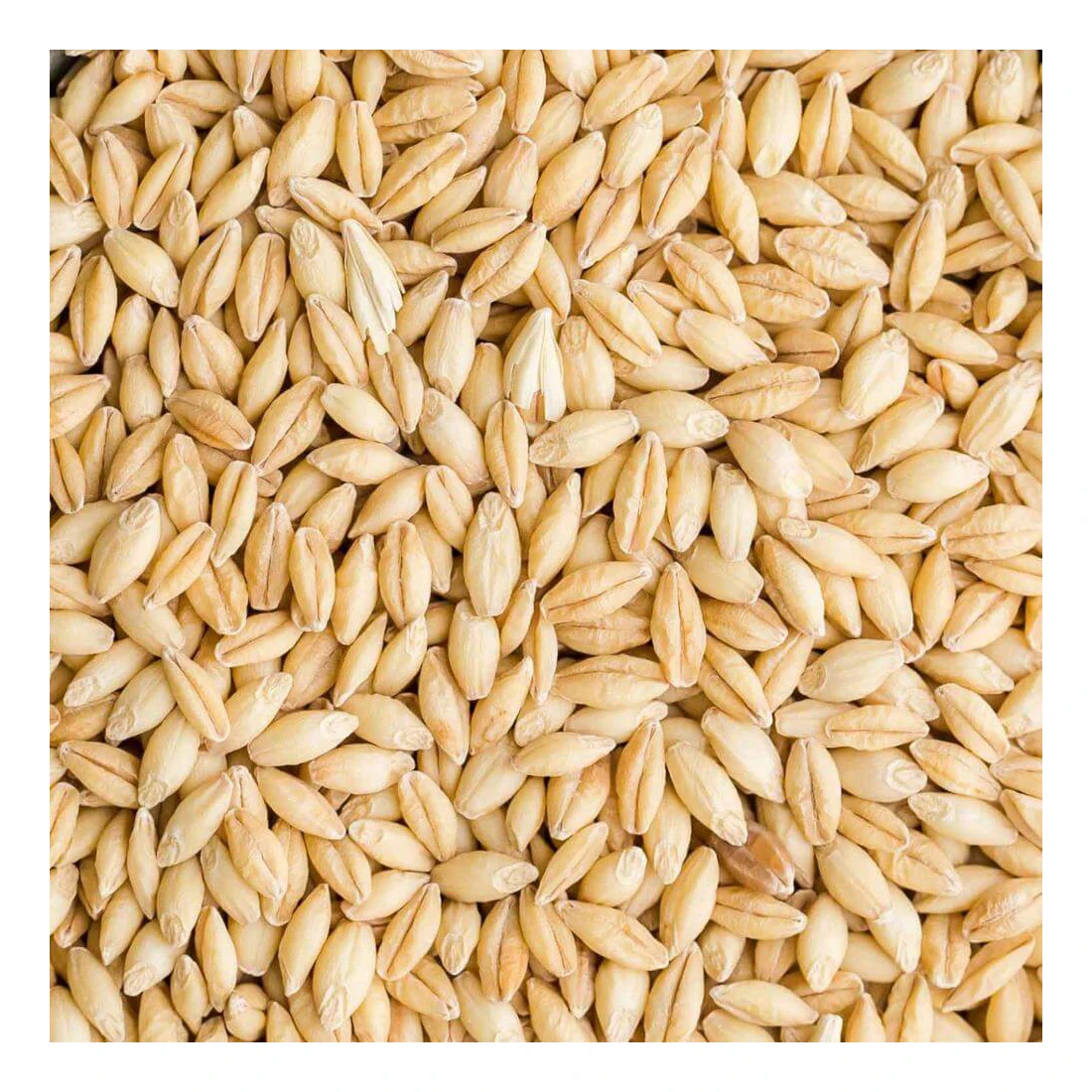 barley 9.jpg