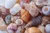 Colores naturales de conchas marinas (blanco, crema, beige, rosa, marrón, mixto)