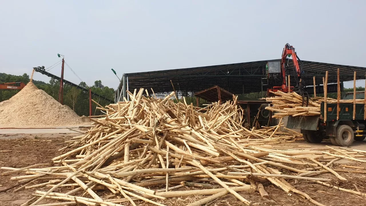 Pine Wood Chips / Eucalyptus Wood Chip Buy Wood Briquettes Firewood Other Energy Related