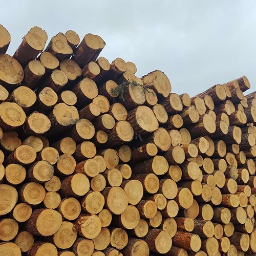 Alder Logs for Sawmills Alder Logs for Lumber Production Alder Timber Supplier