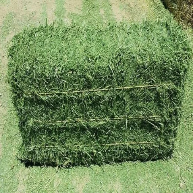 Buy Organic Alfalfa Grass Hay in Hungary / Alfalfa Hay Pellets For Animal Feed For Sale Bulk in the uk
