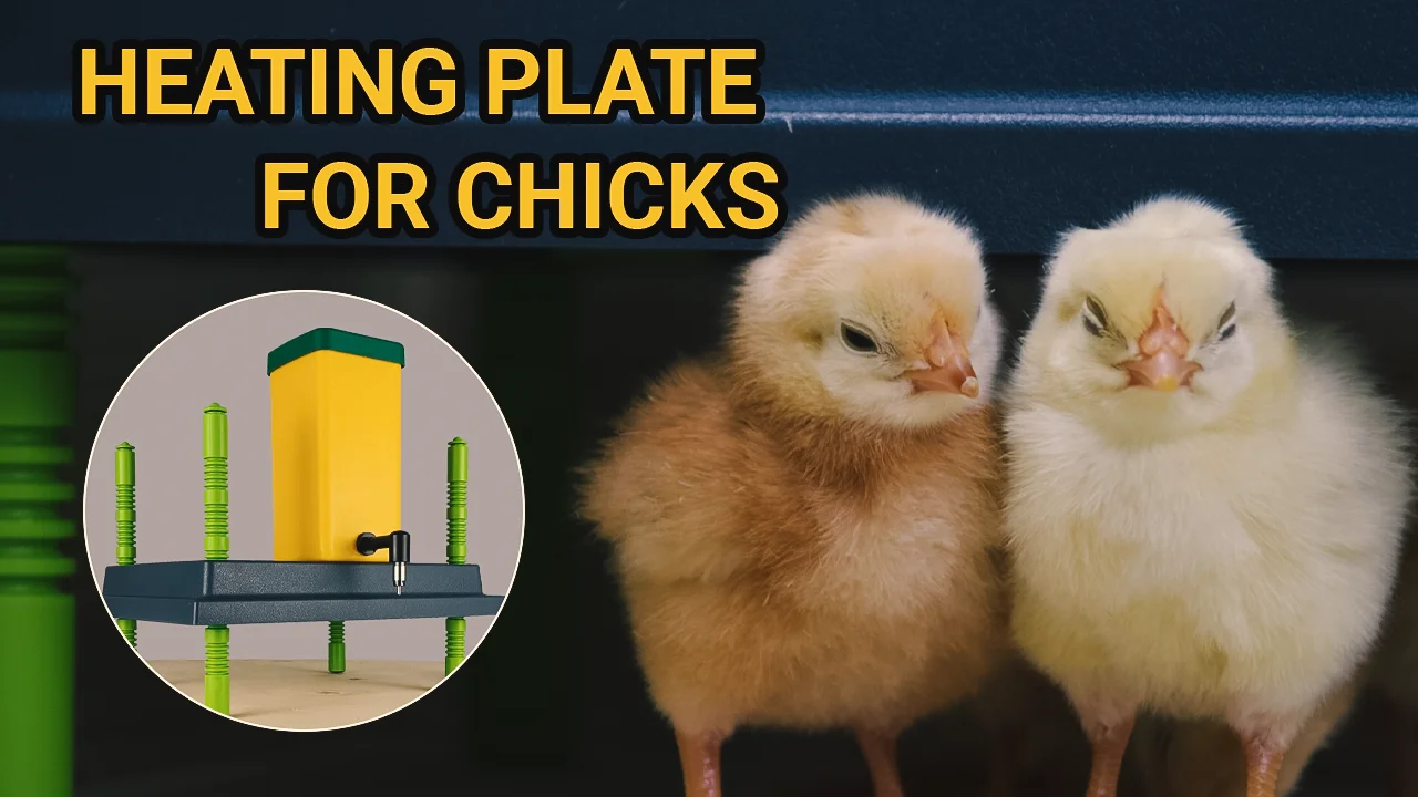Large Production High Performance Heater / Heating Plate For Chicks