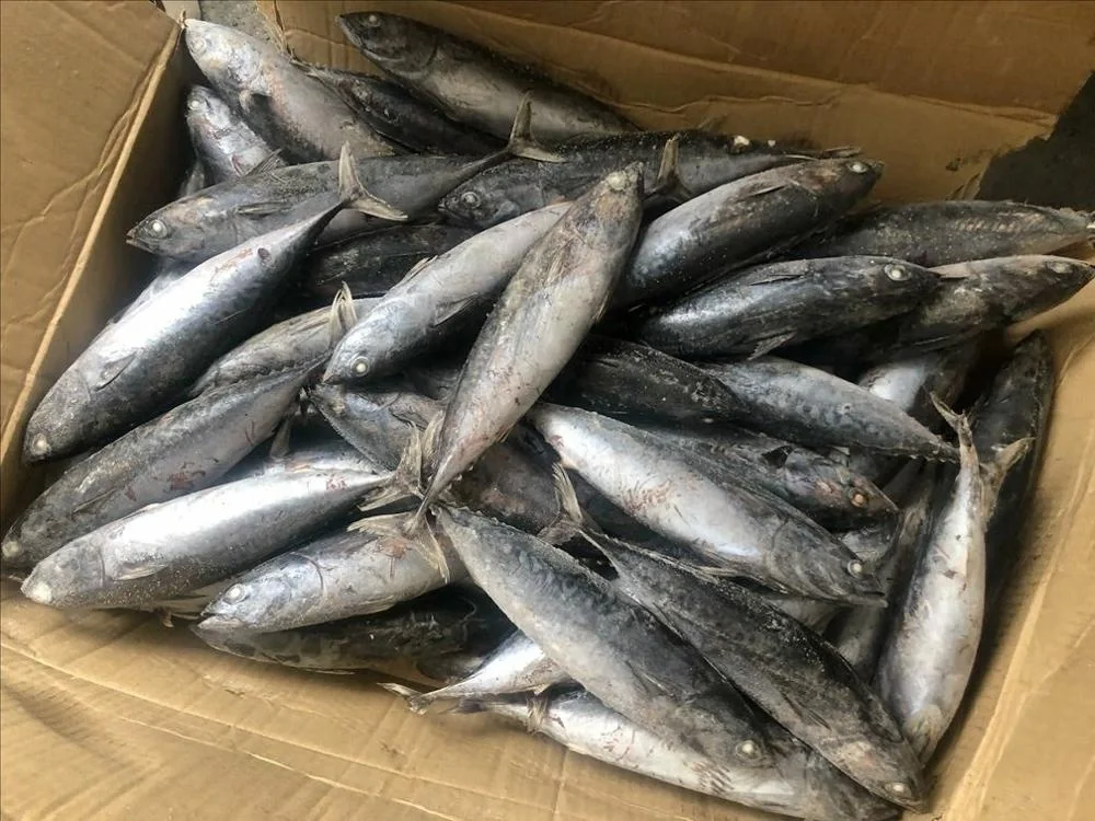Highquality Frozen Bulk Yellowfin Tuna Supplier Tuna Fish For
