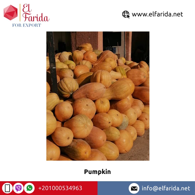 Fresh pumpkin quality mature in 2021