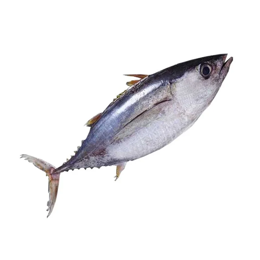 Premium Quality Fresh Frozen Yellowfin Tuna Fish Bulk Stock At Wholesale Cheap Price Buy