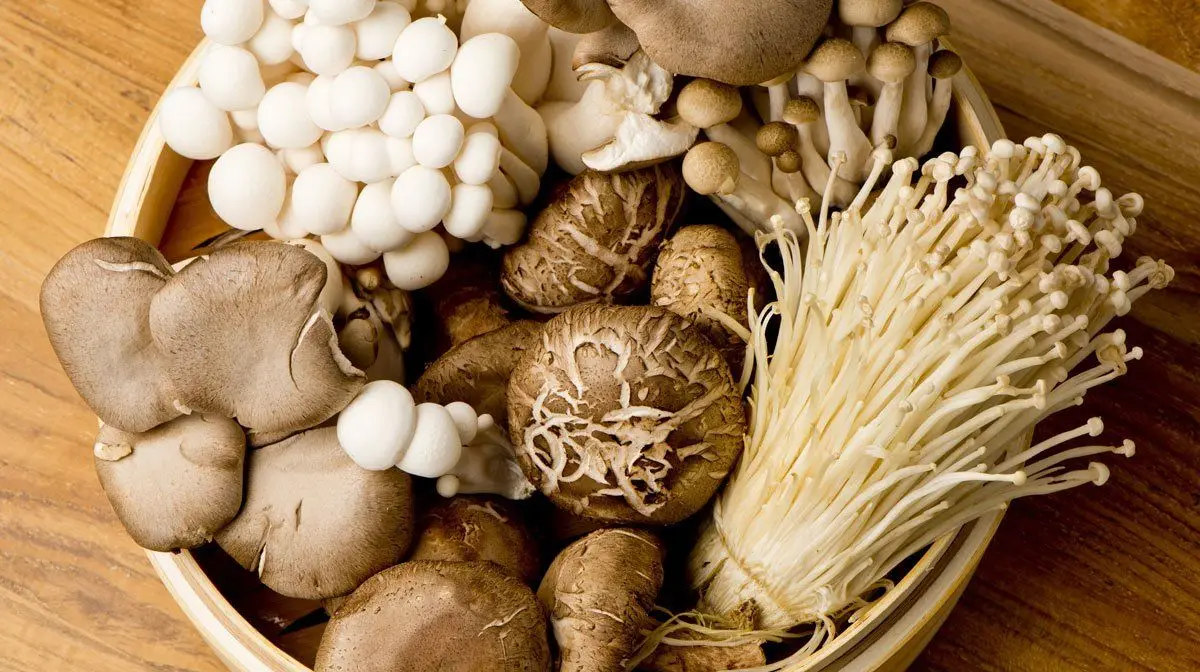 FRESH  MUSHROOM CREATE DRIED MUSHROOM or CANNED MUSHROOM