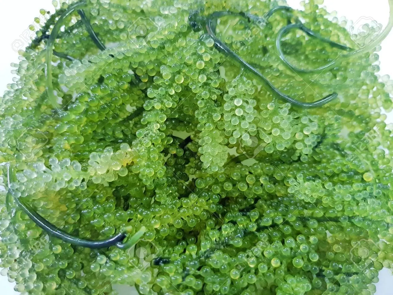 Fresh Sea Grapes Seaweed/high Quality Green Canivar From Vietnam Buy
