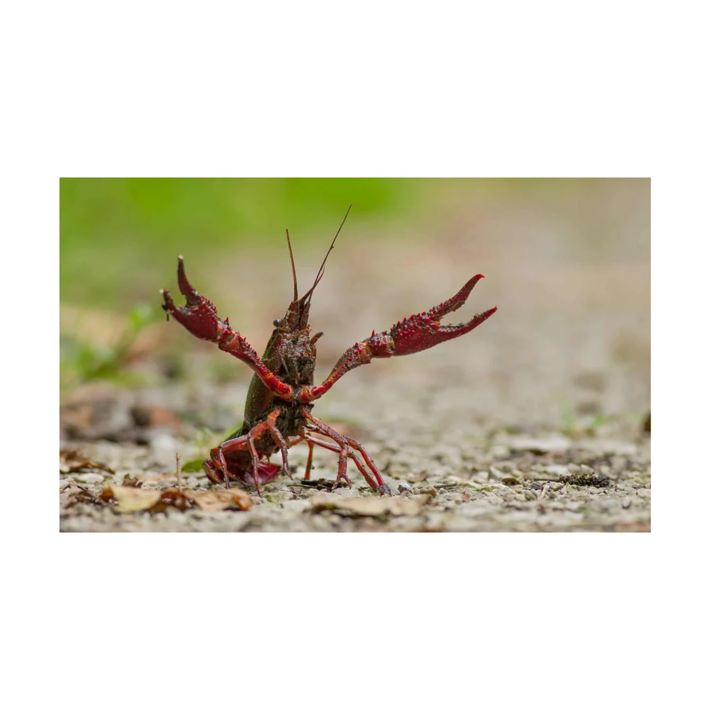 Factory Price Cheap Frozen Lobster/frozen Crawfish Tails Crayfish - Buy ...