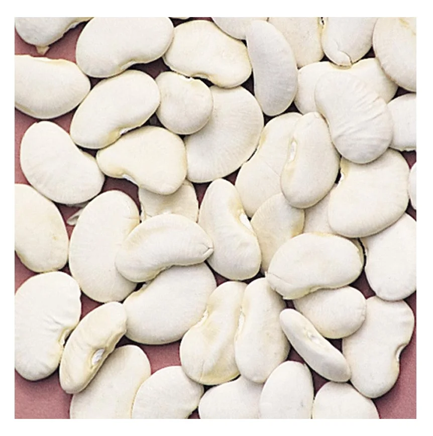 Large Lima Best Factory Price Of Natural Large Lima Beans Available In Large ...