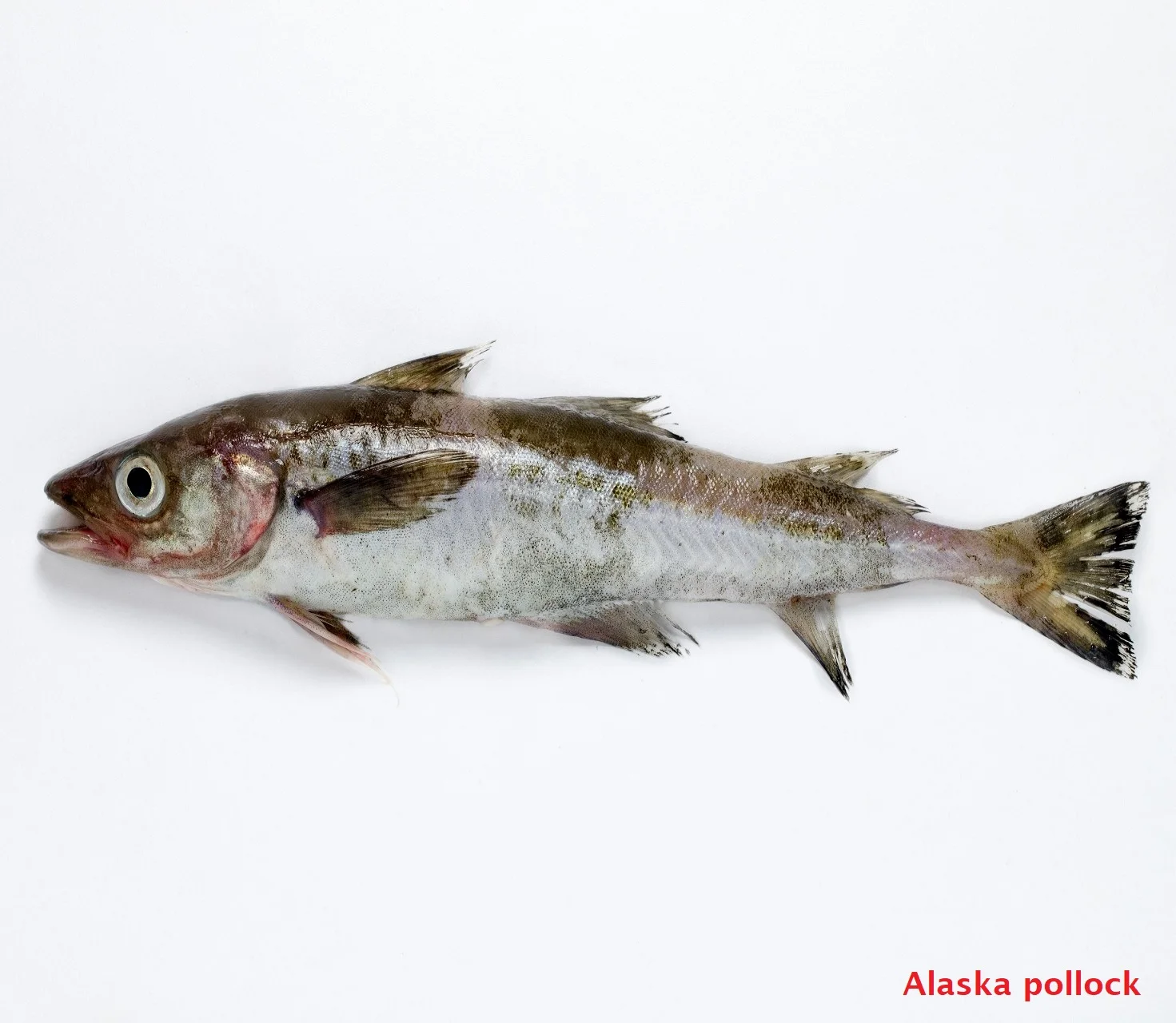 Japanese Bulk Fresh Seafood Frozen Pacific Herring Fish Mackerel Buy