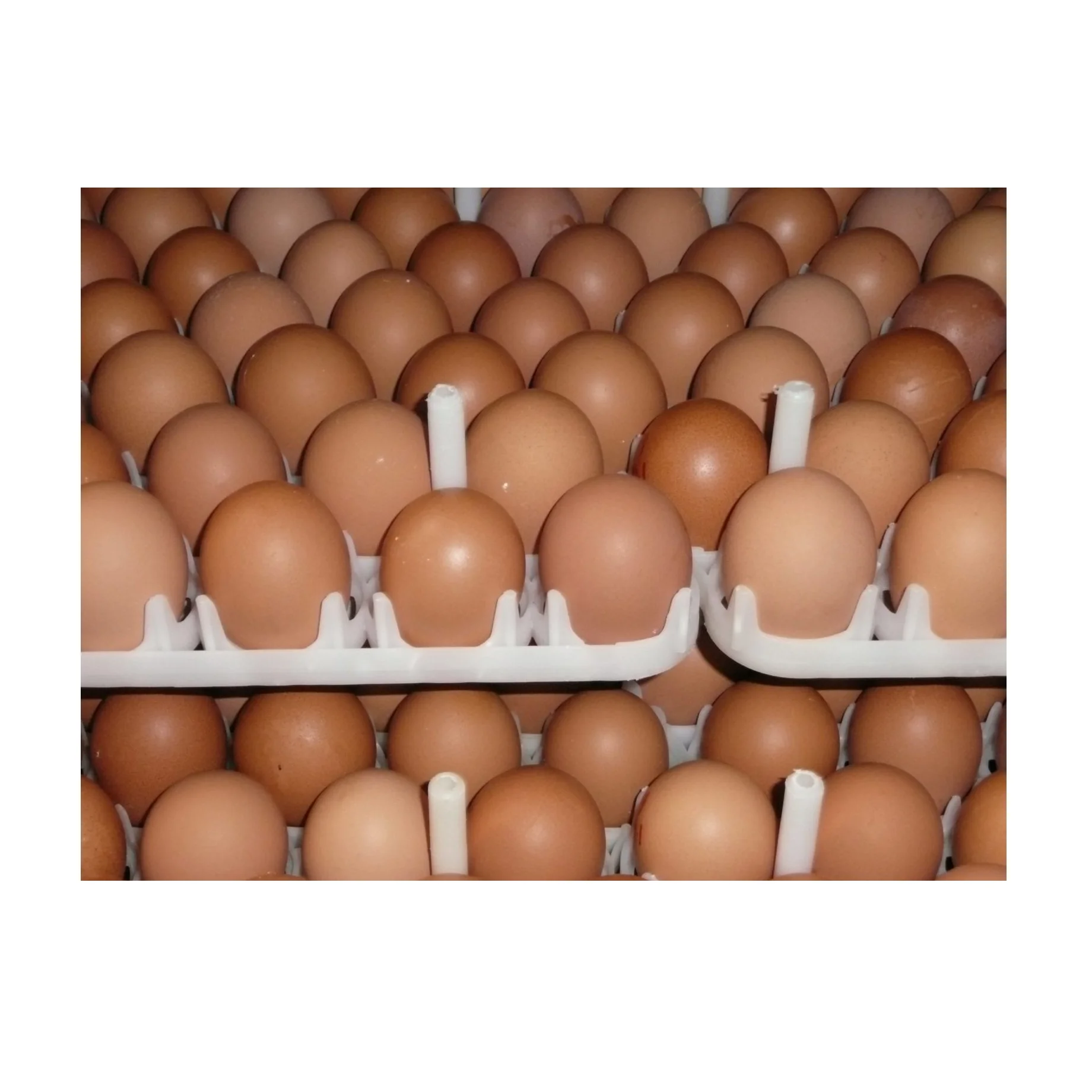 Fertile Hatching Chicken Egg/fresh Chicken Table Eggs/quail Eggs Buy