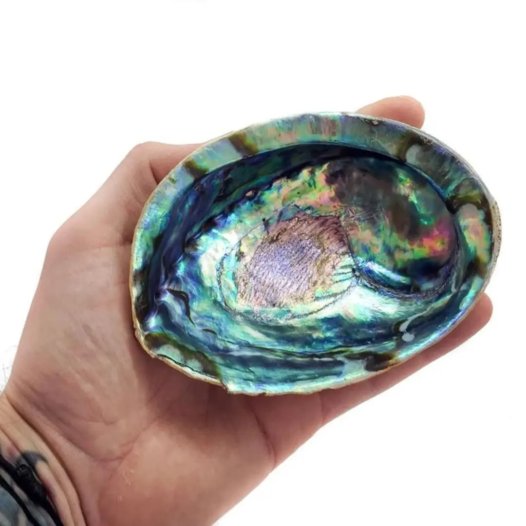 Raw Clean Dry Paua Abalone Shells Blue Green Abalone Shell for Sage Smudging Kits Cheapest Price