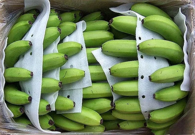 Natural High Quality Green Cavendish Banana Wholesale Top Grade Bananas Best Price Fresh Bananas