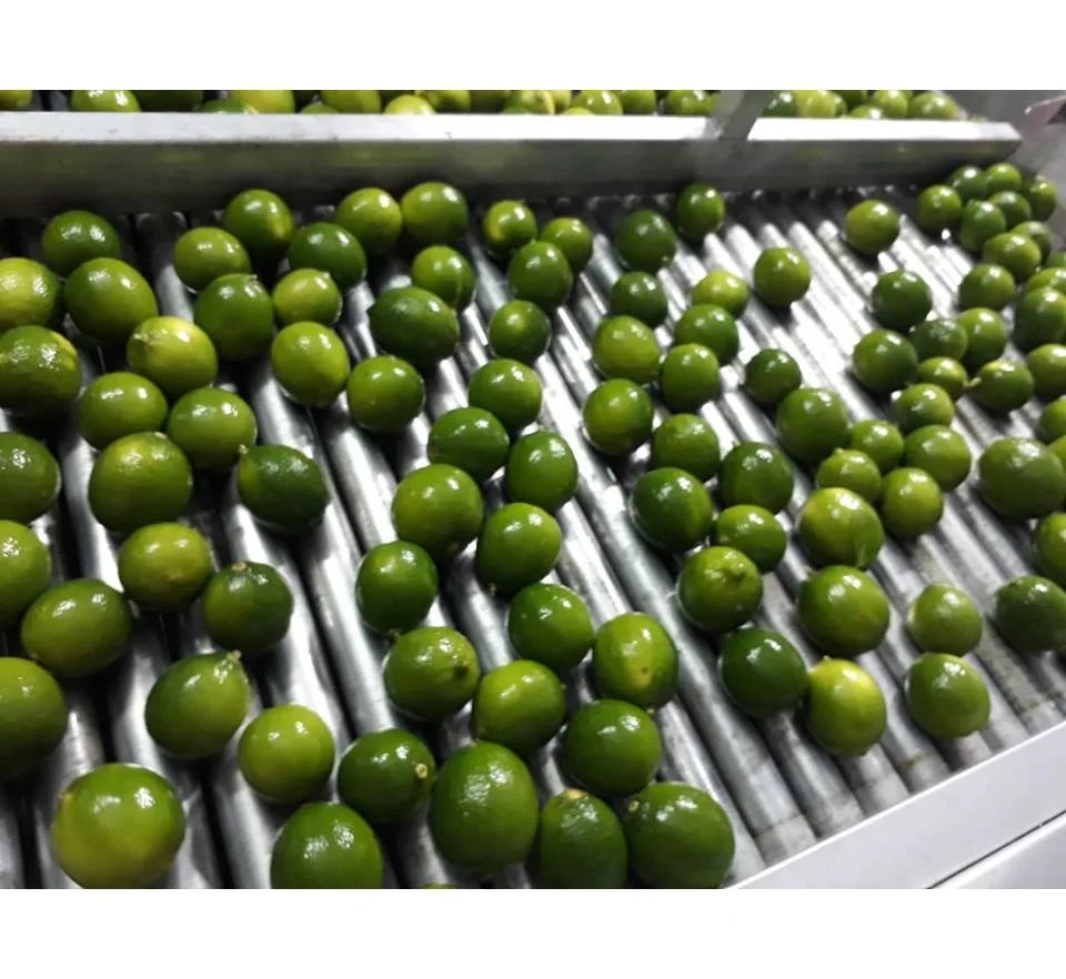 Fresh Green Seedless Lime With Premium Quality Best Price/ Vietnam ...