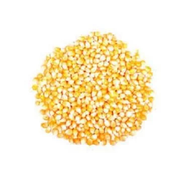 Yellow Maize Corn Animal Feed