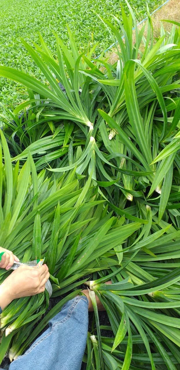 Tw6 Fresh Pandanus Leaves Frozen Pandanus Leaves 0084971886886 Buy Fresh Pandanus Leaves