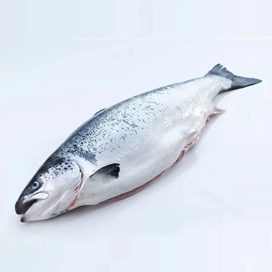 Frozen Atlantic Salmon Fish for Sale / Wholesale Price Quality Frozen Salmon Colar