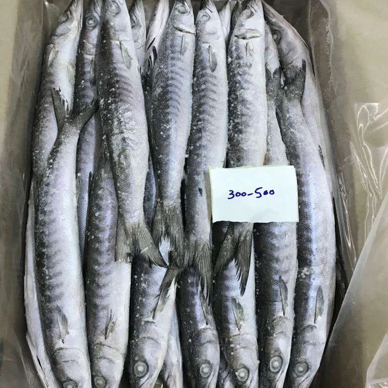 Iqf Frozen Barracuda Fish Buy Frozen Barracuda From India,Frozen