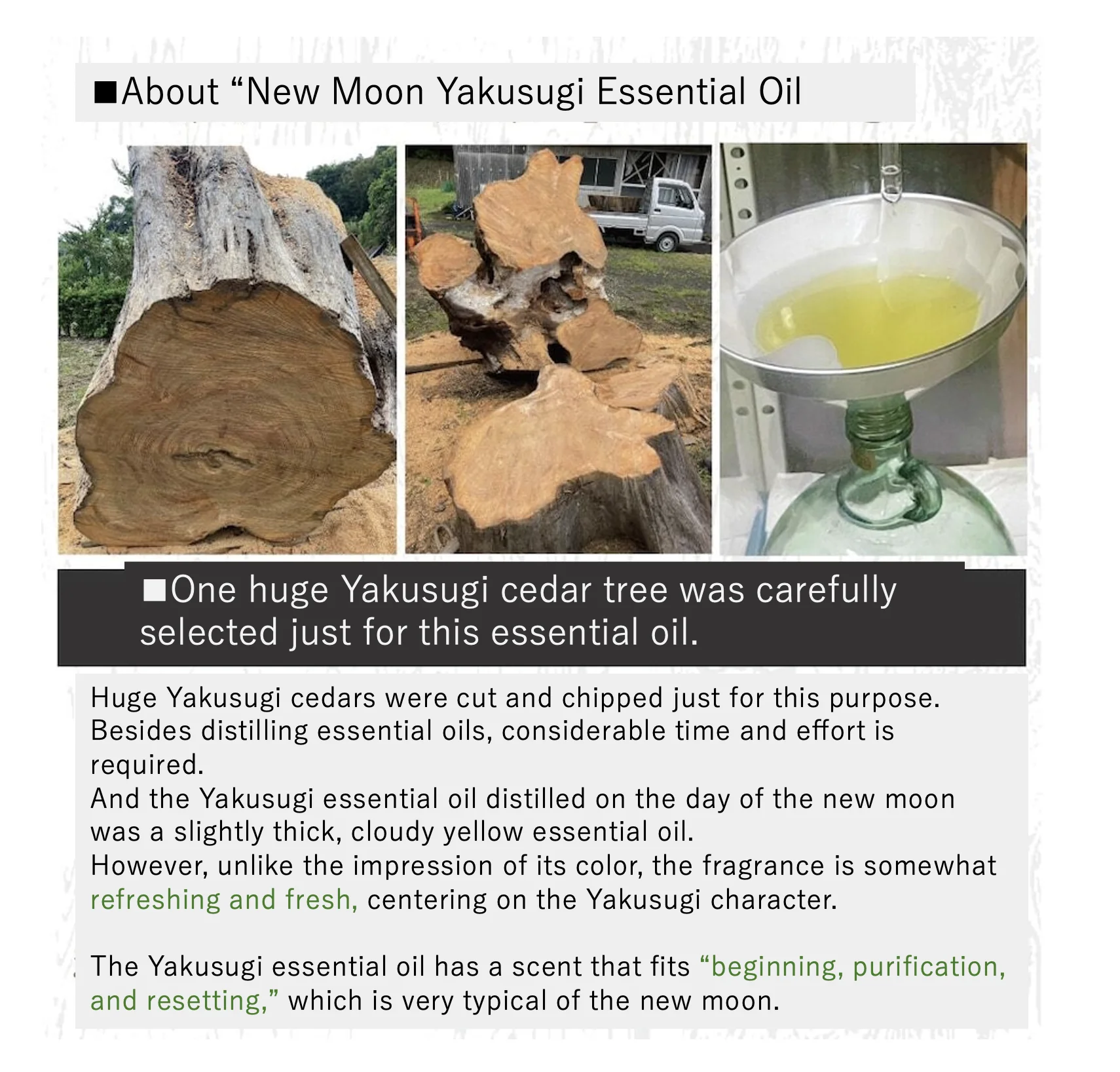 MADE IN JAPAN from Yakushima Island] Yakusugi Essencial oil