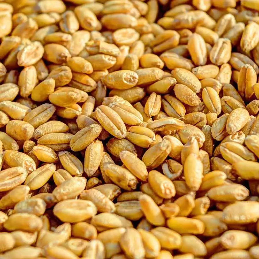 wheat.jpg