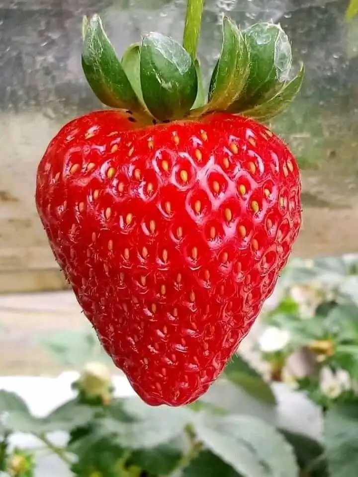 Canned Health Fruit Juice Drink With Oem Odm From Concentrate Beverage