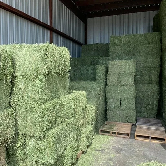 Best Quality Alfalfa Hay Bales From Canada/ Top Protein Quality Timothy ...